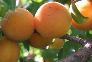 Apricot fruit plants
