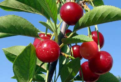 Cherry fruit plants